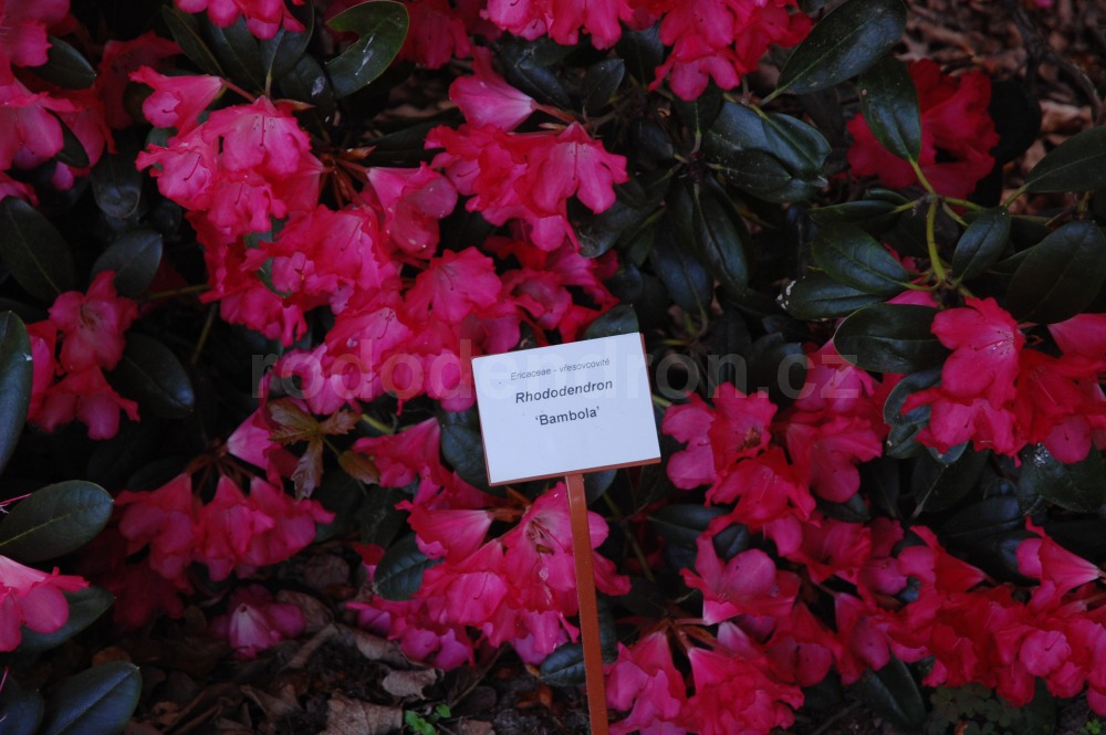 Rododendron Bambola