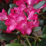 Rododendron Bambola