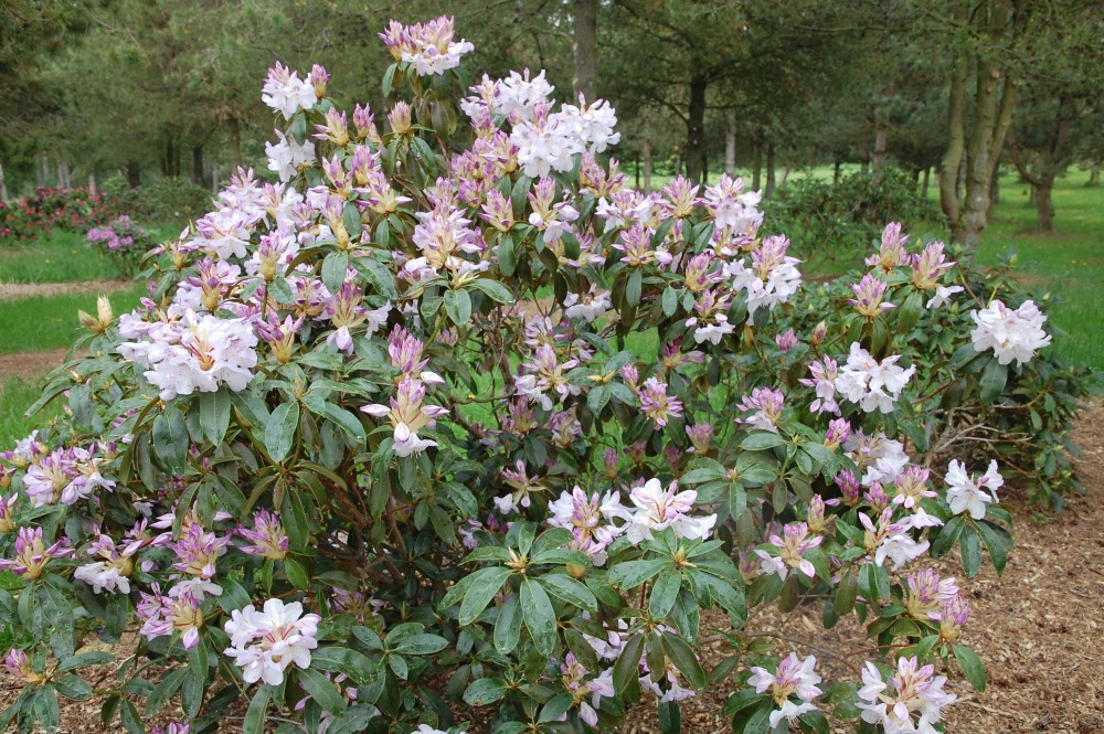 Rododendron Barecanelia
