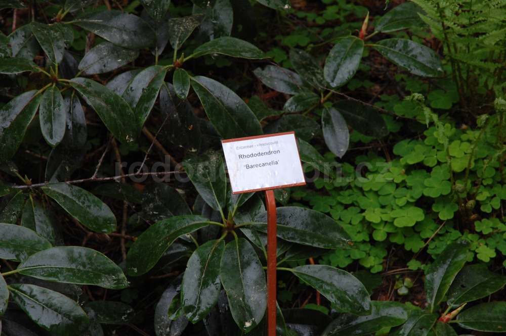 Rododendron Barecanelia