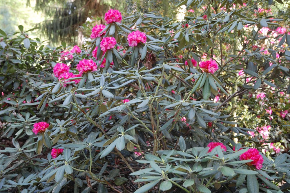 Rododendron Barmstedt