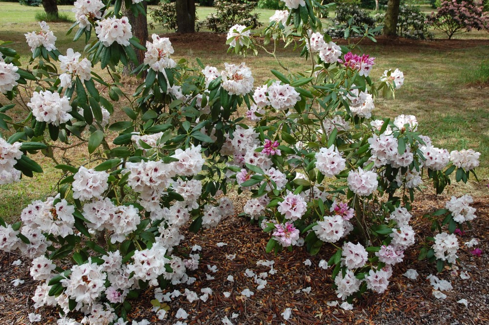 Rododendron Baroness Henry Schroeder
