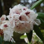 Rododendron Baroness Henry Schroeder