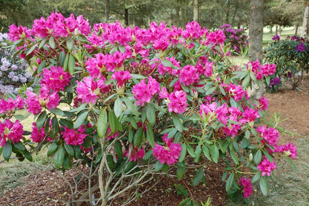 Rododendron Beauty Of Surrey