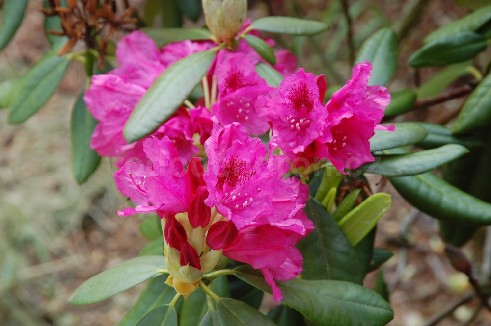 Rododendron Beauty Of Surrey