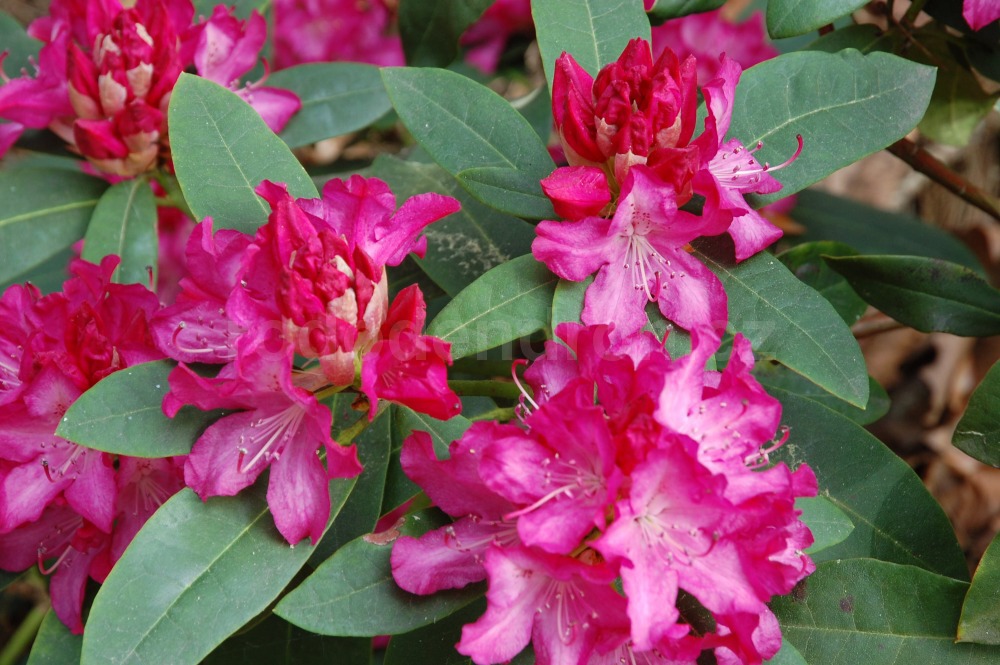 Rododendron Beladona