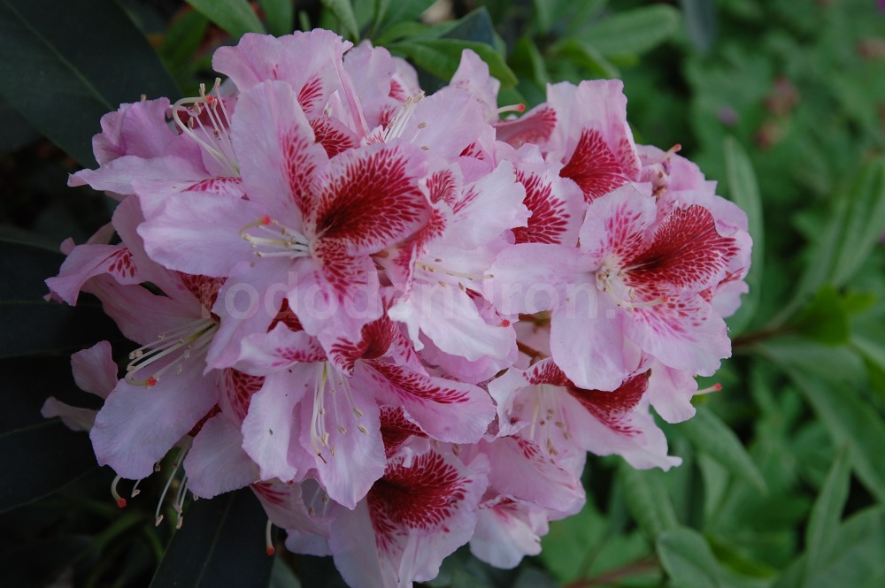 Rododendron Belami