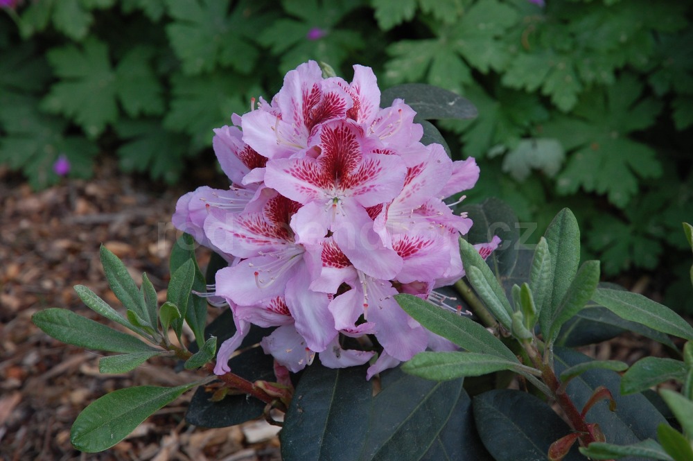 Rododendron Belami