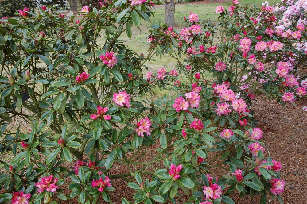 Rododendron Bella Apricosa