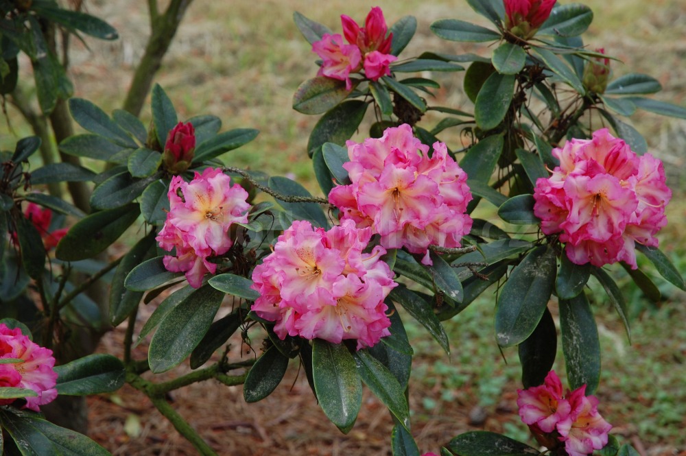 Rododendron Bella Apricosa