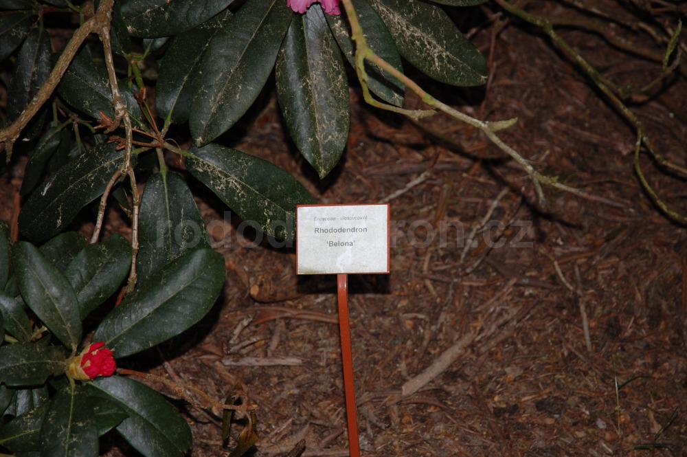 Rododendron Belona