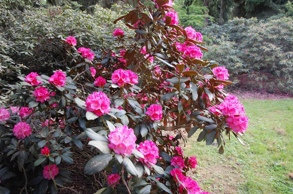 Rododendron Belona