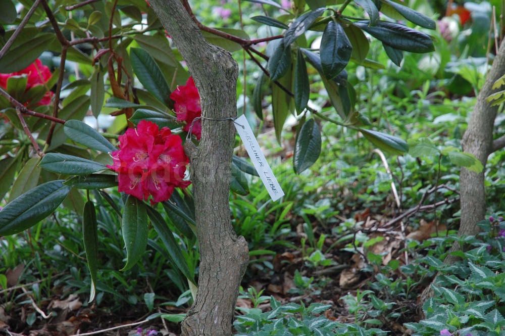 Rododendron Berliner Liebe