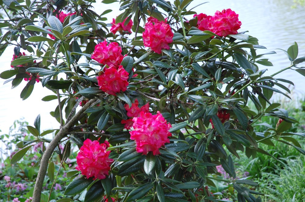 Rododendron Berliner Liebe
