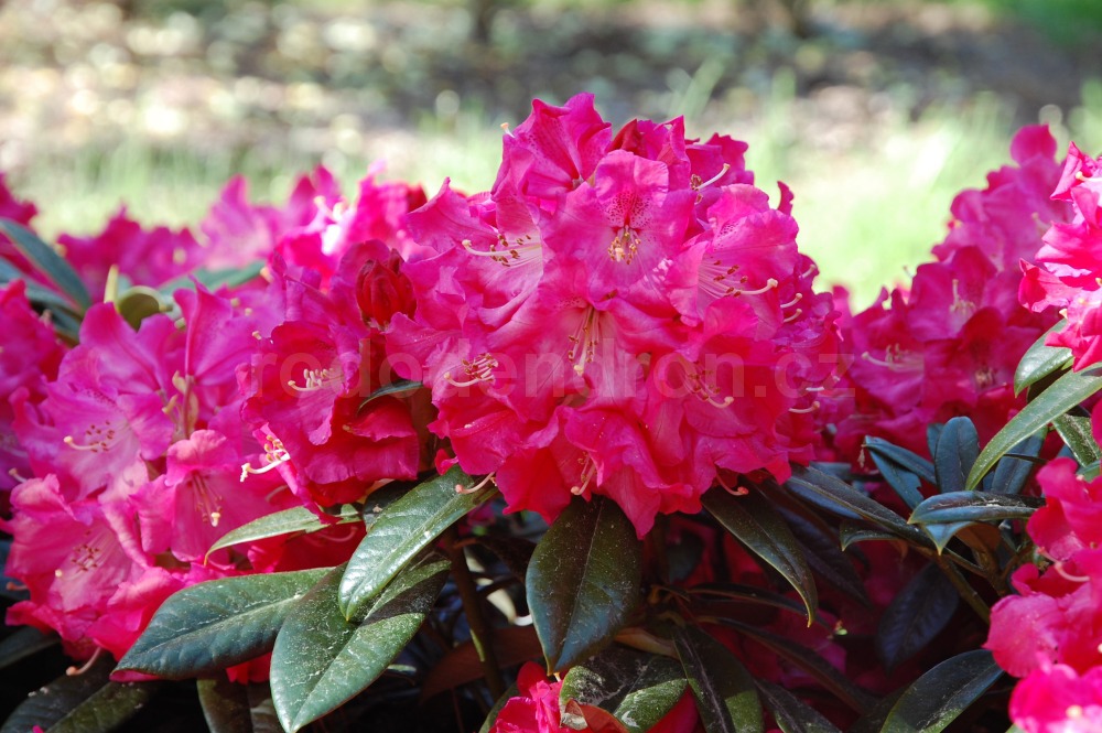 rododendron berliner liebe 3999
