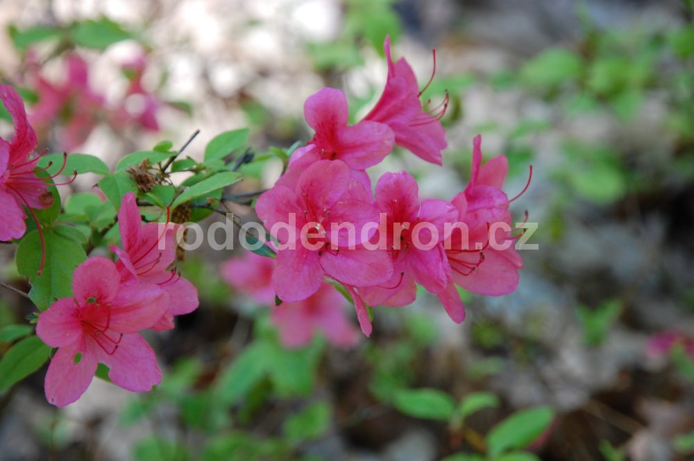 Rododendron Betty