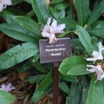 Řez rododendronů