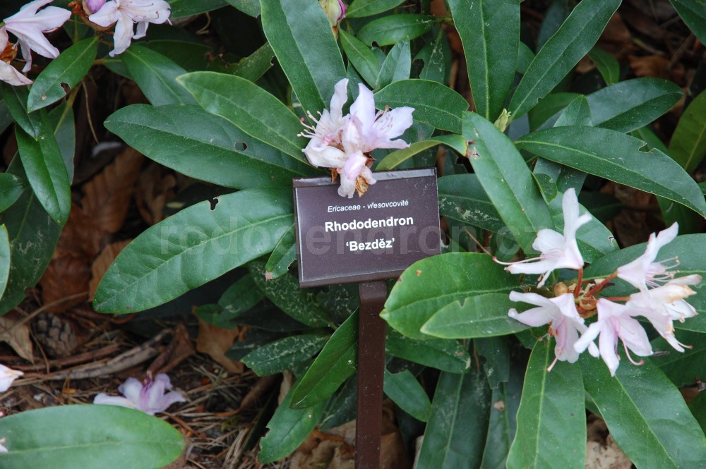 Rododendron Bezděz