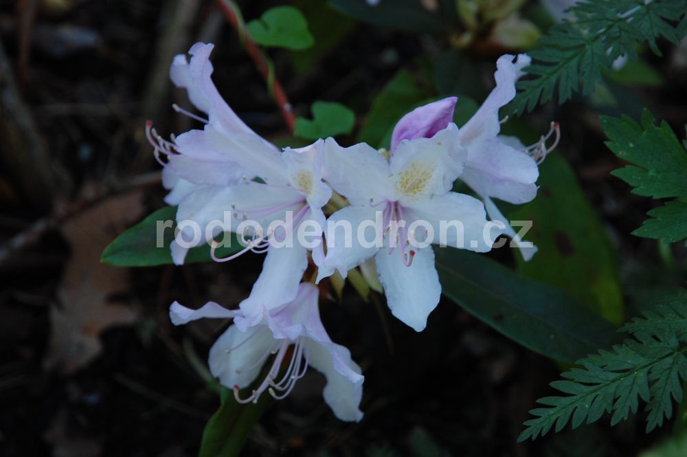Rododendron Bezděz