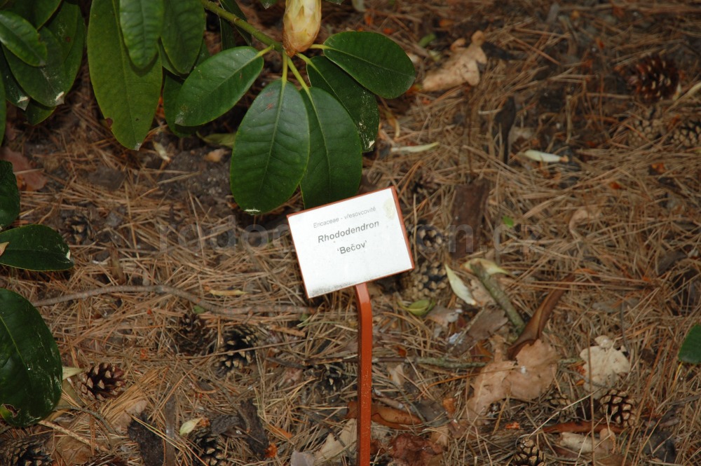 Rododendron Bečov