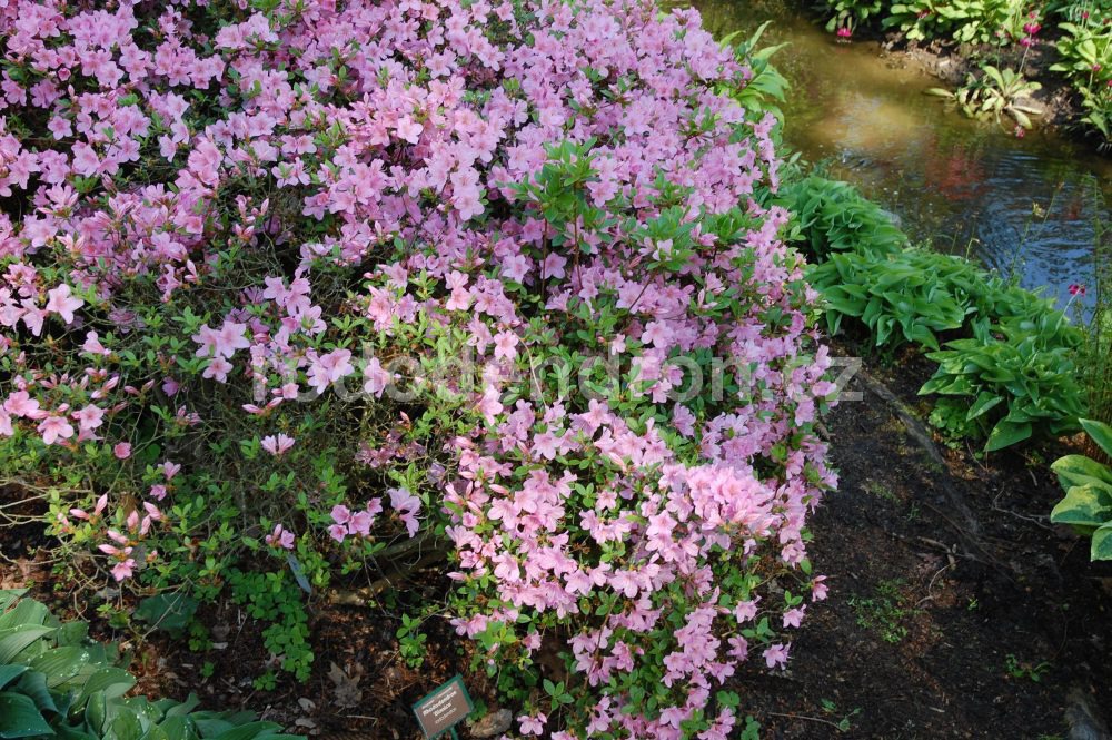 Rododendron Blanice