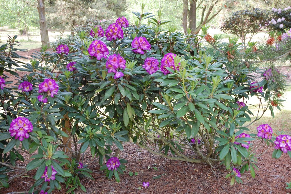 Rododendron Blue Bell