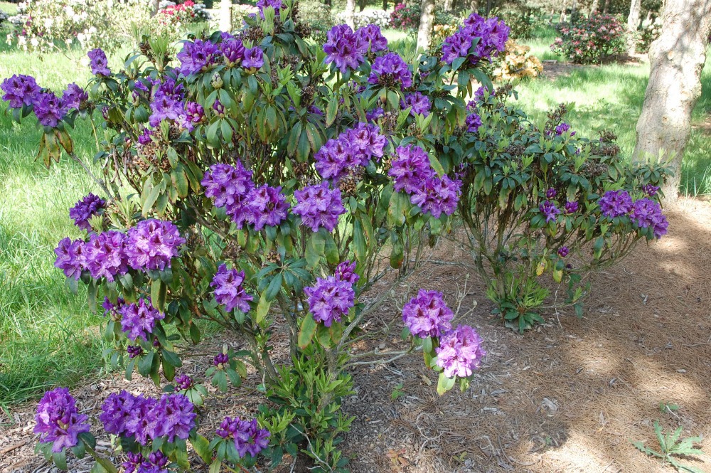 Rododendron Blue Boy
