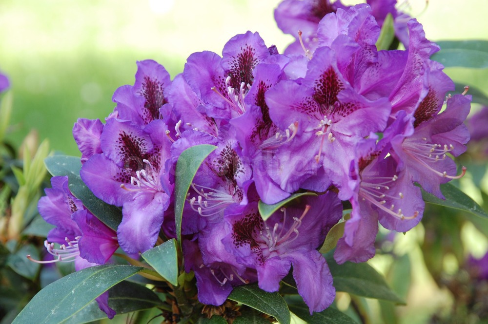 Rododendron Blue Boy