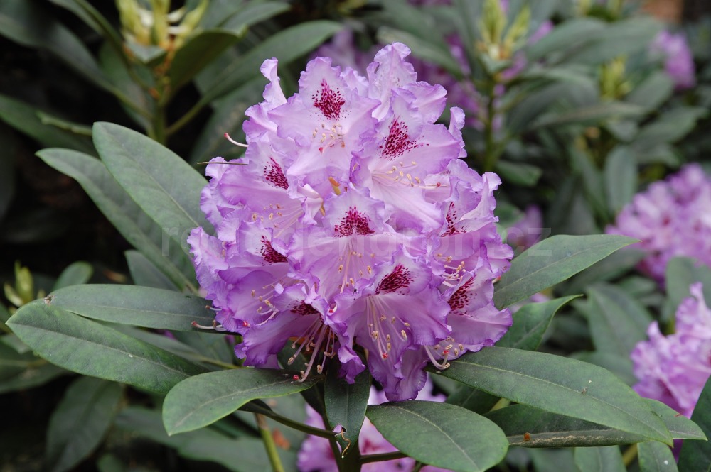 Rododendron Blue Ensign