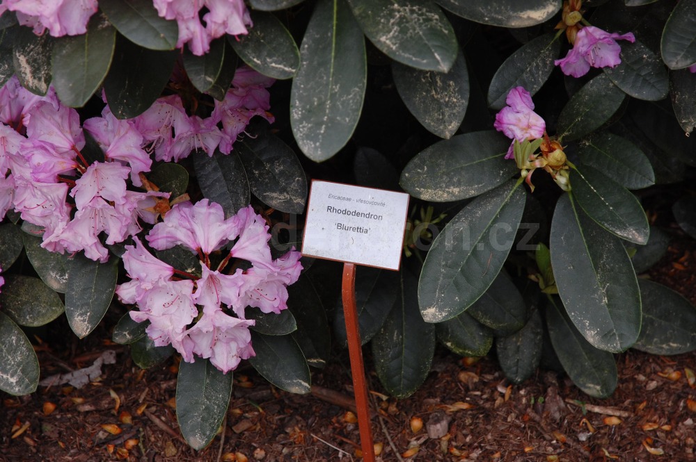 Rododendron Blurettia