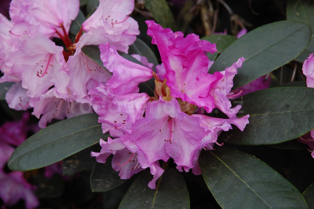 Rododendron Blurettia