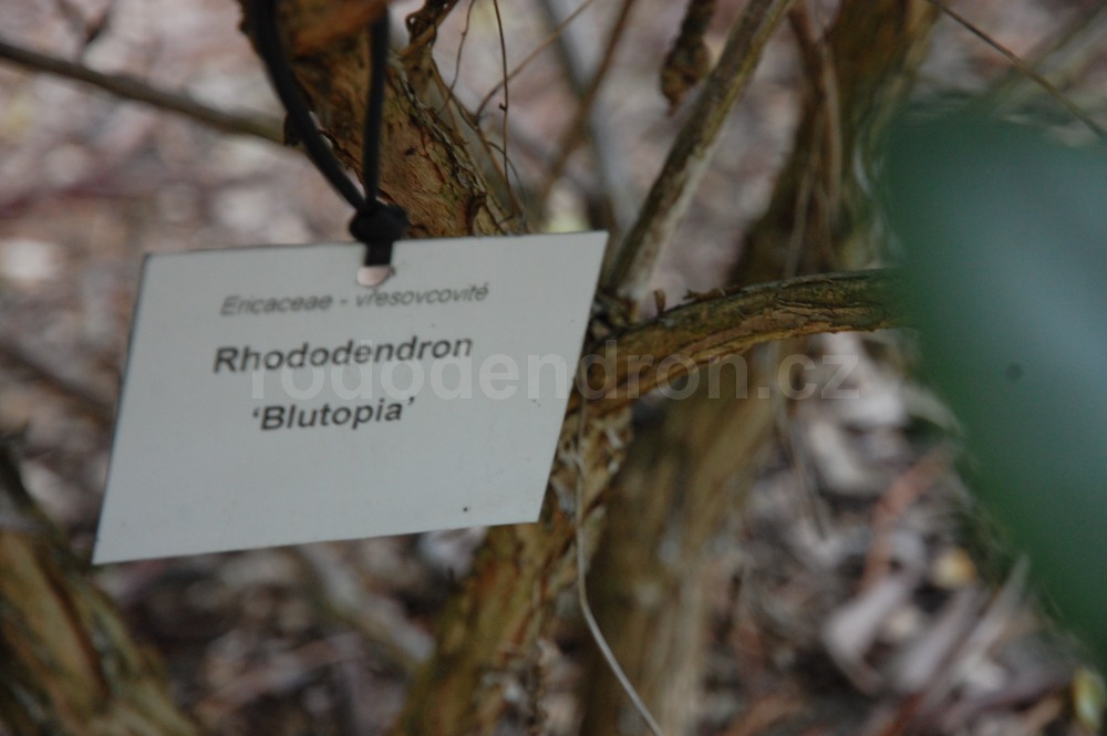 Rododendron Blutopia