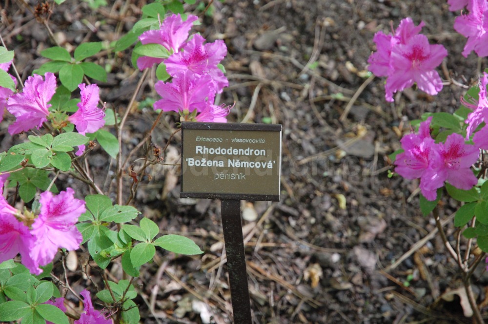 Rododendron Božena Němcová
