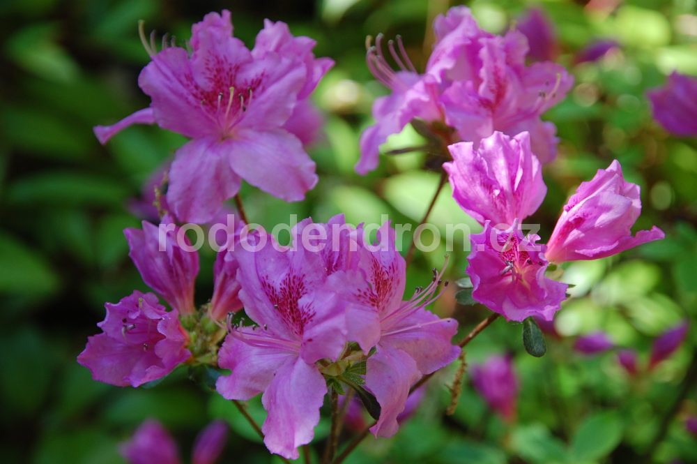 Rododendron Božena Němcová