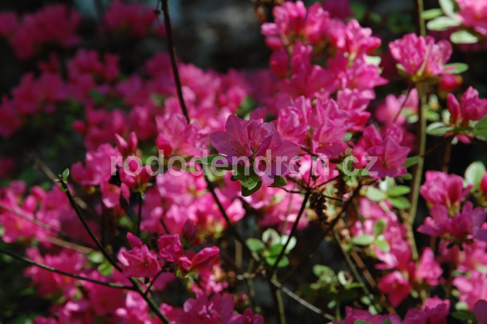 Rododendron Boubín