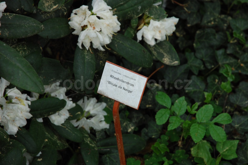 Rododendron Boule De Neige