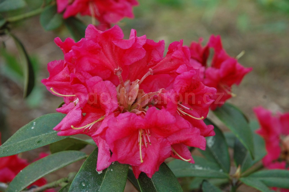 Rododendron Bremen