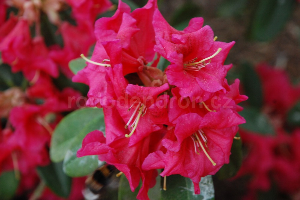 Rododendron Bremen