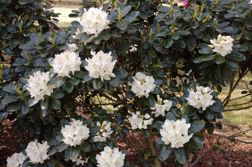 Rododendron Breslau
