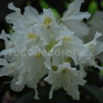 rododendron breslau 4255