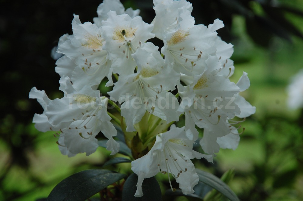 Rododendron Breslau
