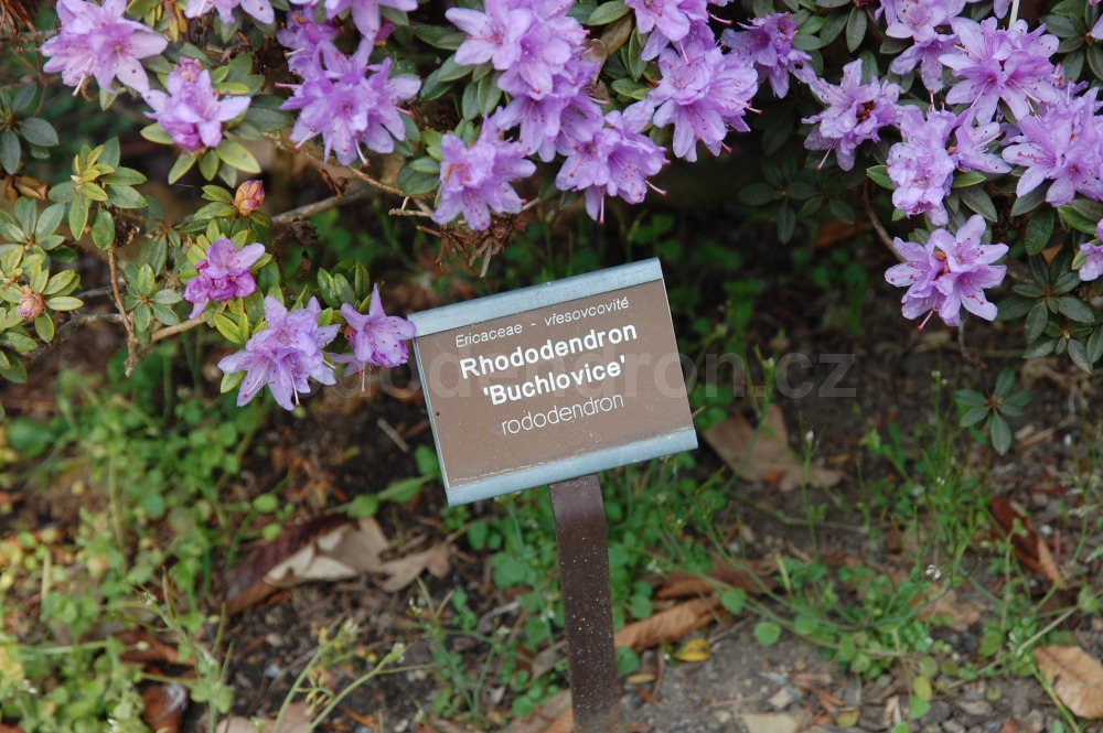 Rododendron Buchlovice