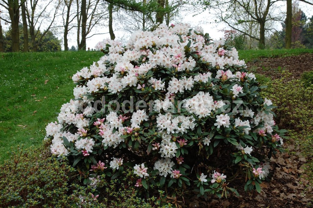 Rododendron Caliope