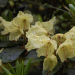 Rododendron Canary