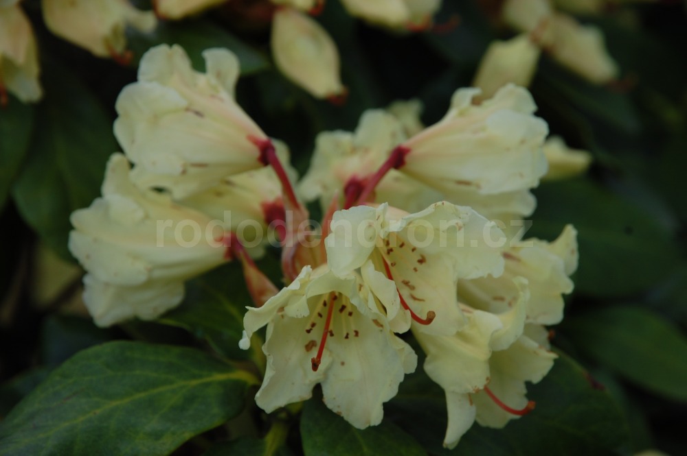 rododendron canary 4298