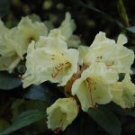 Rododendron Canary