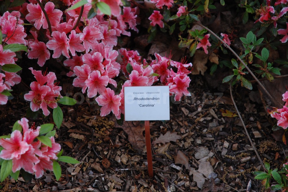 Rododendron Carolina
