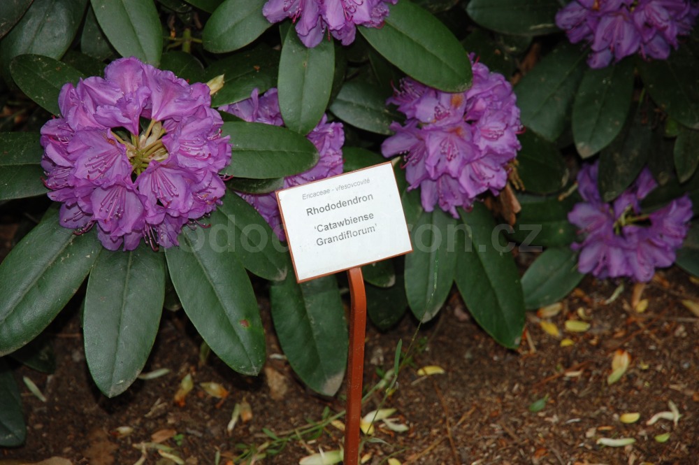 Rododendron Catawbiense