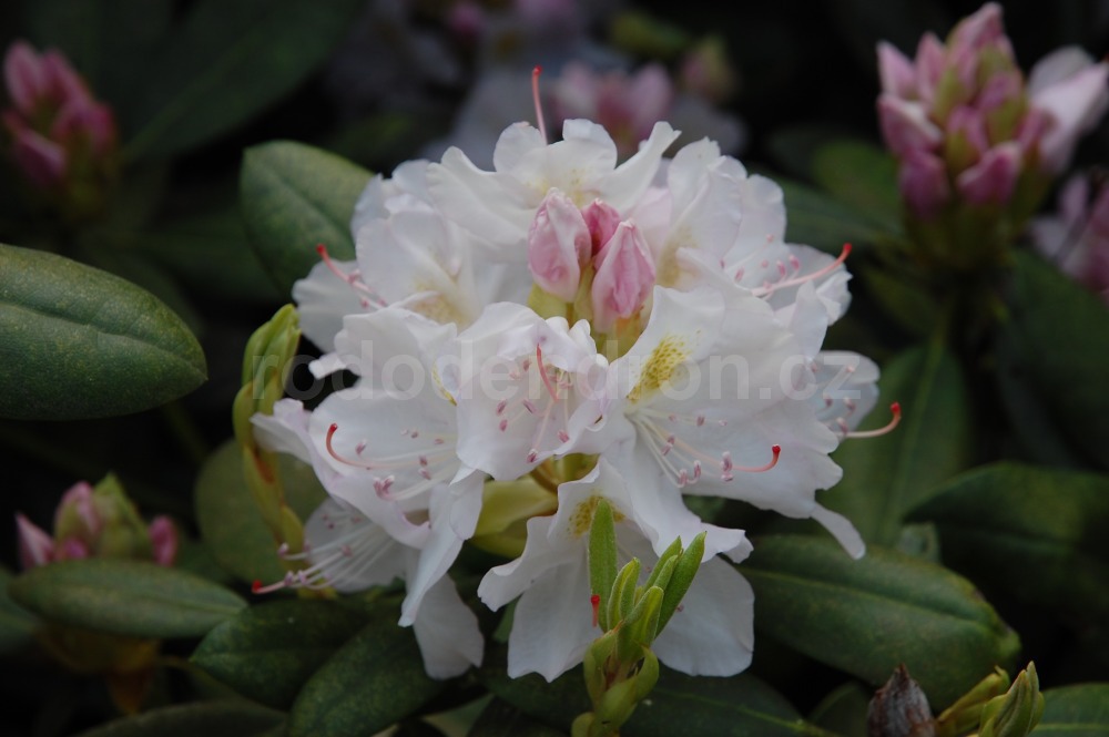 Rododendron Catawbiense Album