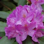 Rododendron Catawbiense Boursault